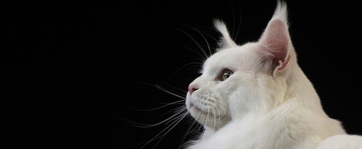 Белый кот породы Мейн-Кунов